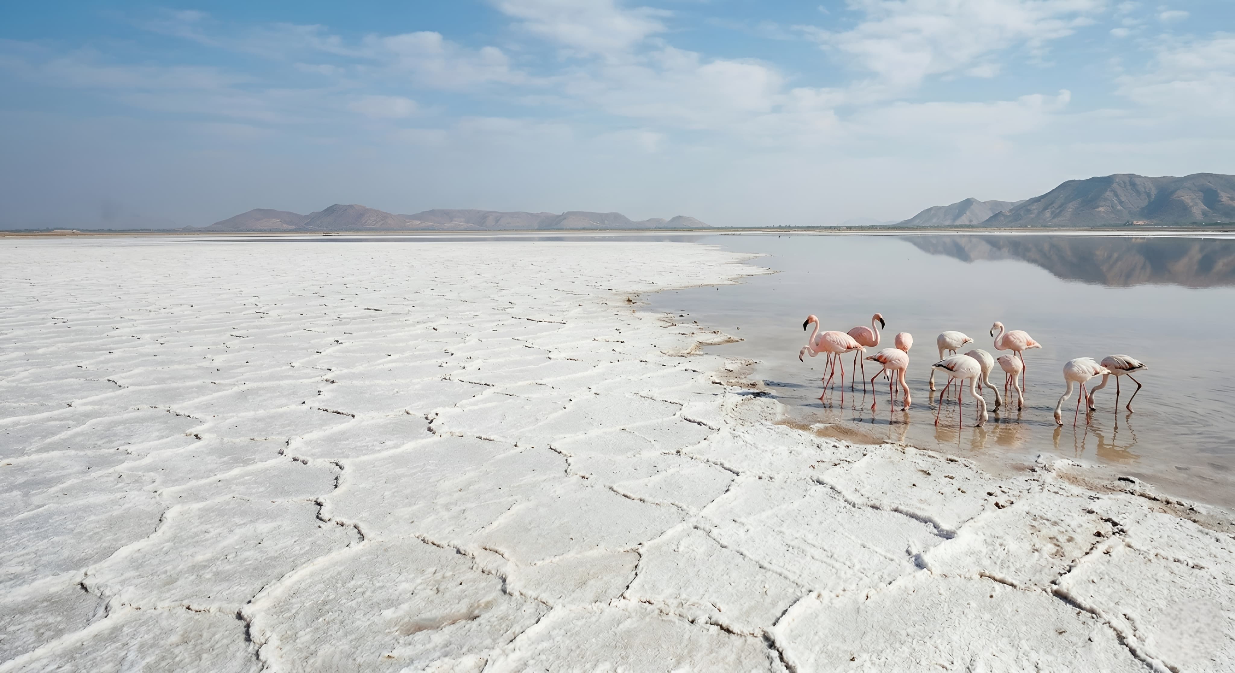 Sambhra Lake Flamingos
